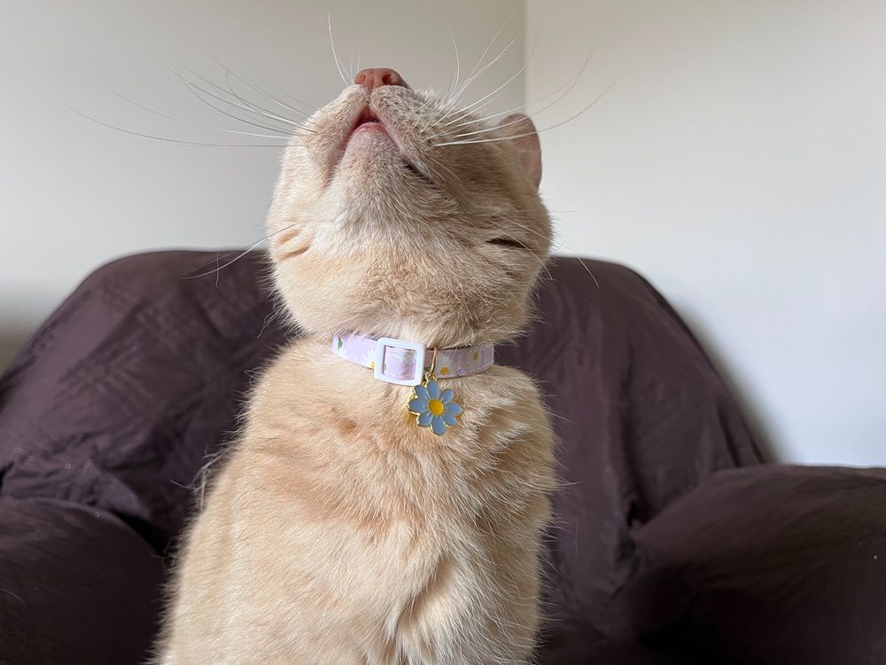 2 Pack Cotton Breakaway Cat Collar with Bell