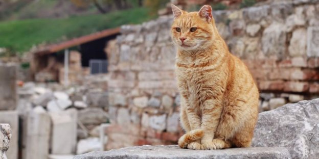 125 Greek Cat Name Ideas With Meanings