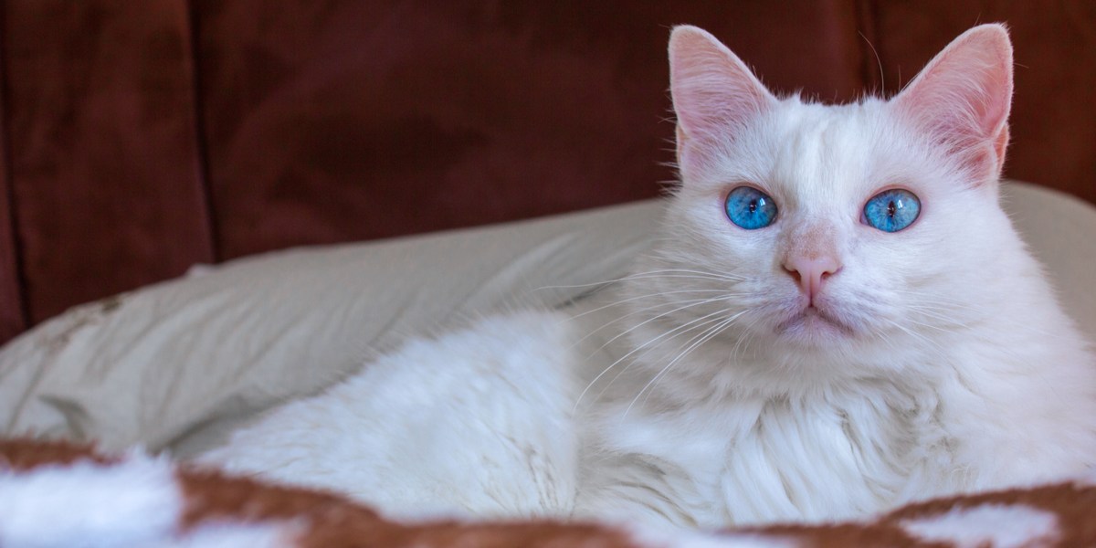 beautiful white fur cat and blue eyes lying on a brown sheet