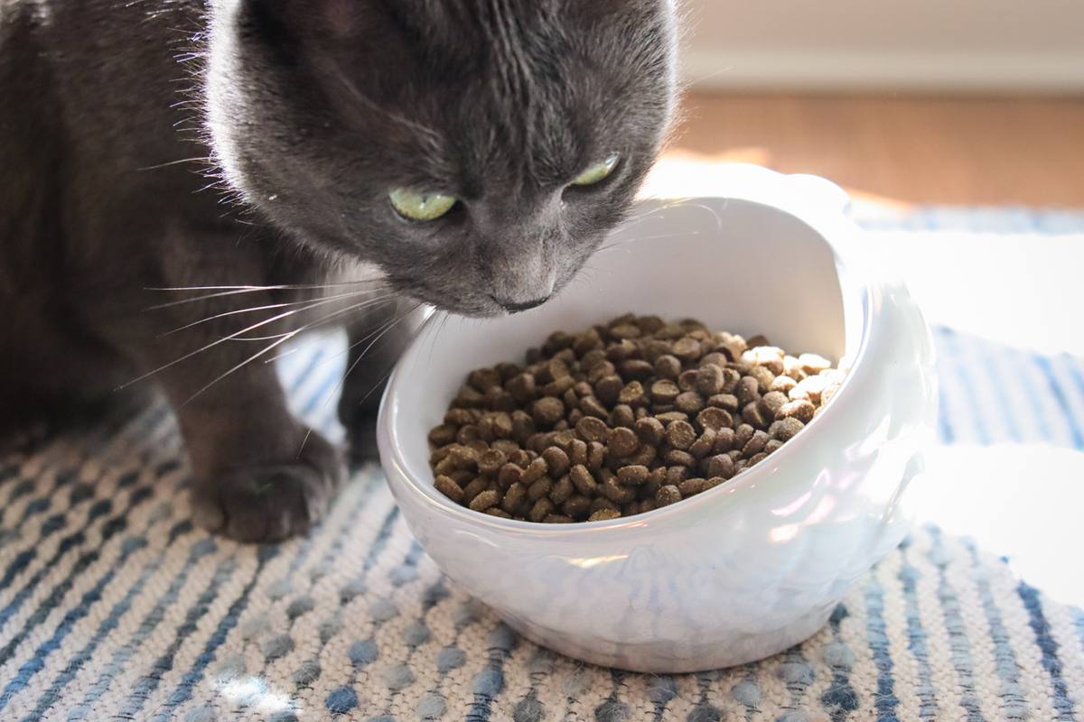 best dry cat food