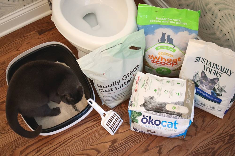5 Best Flushable Cat Litters Review Roundup 2025