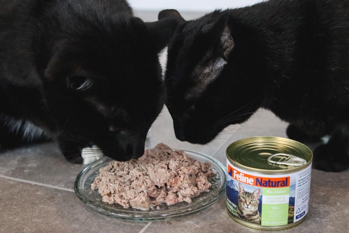 Black Short Hair Cats Eating Feline Natural Chicken & Lamb Feast Pate Wet Canned Cat Food-13-compressed