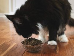 Black White Maine Coon Eating FirstMate Chicken Meal With Blueberries Formula Dry Kibble Cat Food