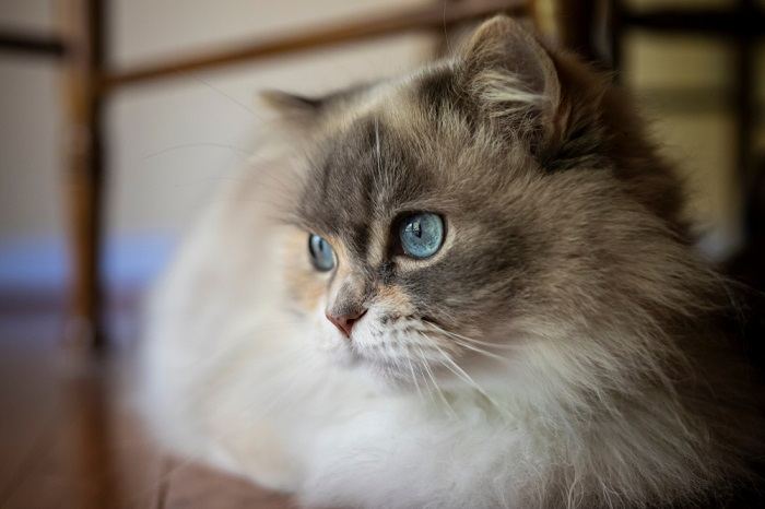 blue eyed Napoleon Minuet cat
