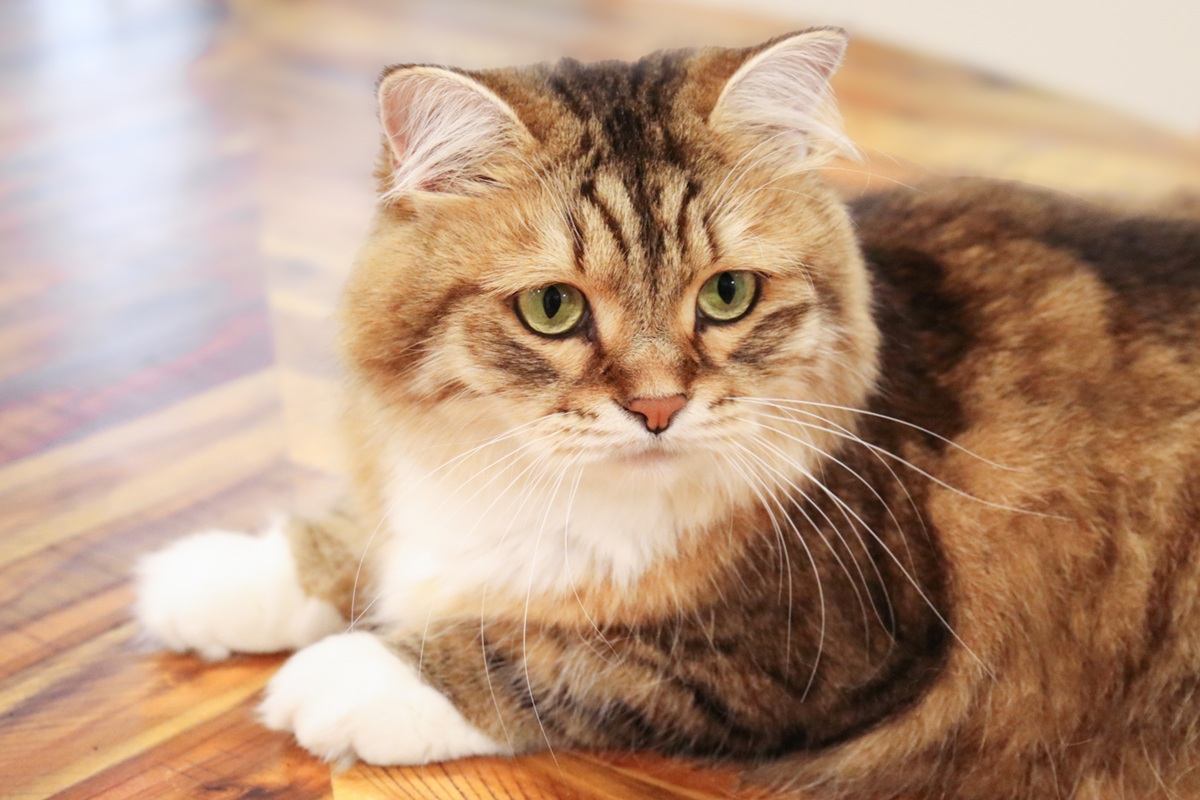 Brown Siberian Cat Laying Lounging on Table Close Up