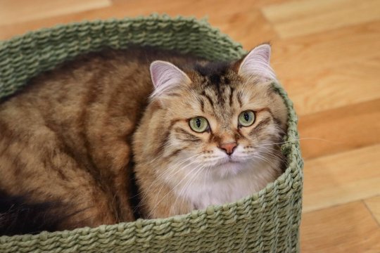 Bird Flu Virus in Cats: What You Need to Know