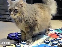 Cat&reg;168极速赛车正规信誉老平台 Alerts Mom