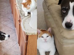 Cat&reg;168极速赛车正规信誉老平台 and Pit