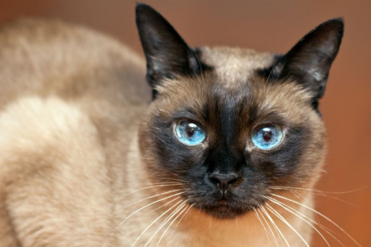 10 Longest-Living Cat Breeds for Furry Love That Lasts
