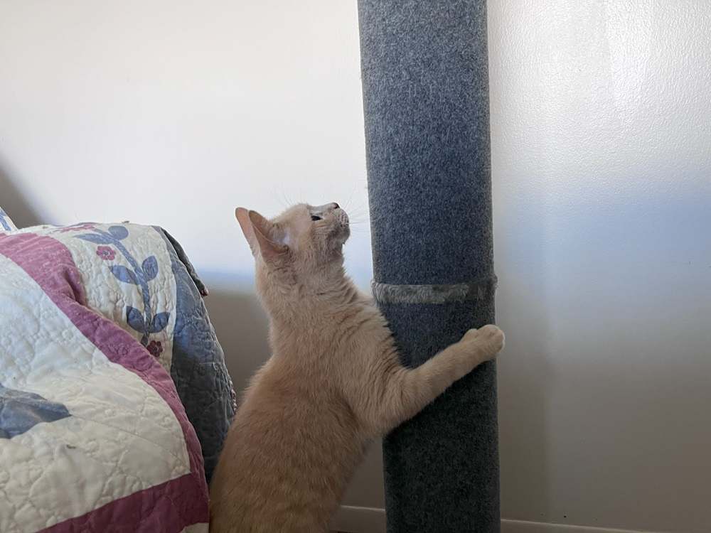 Cat Craft Bobcat Scratching Post