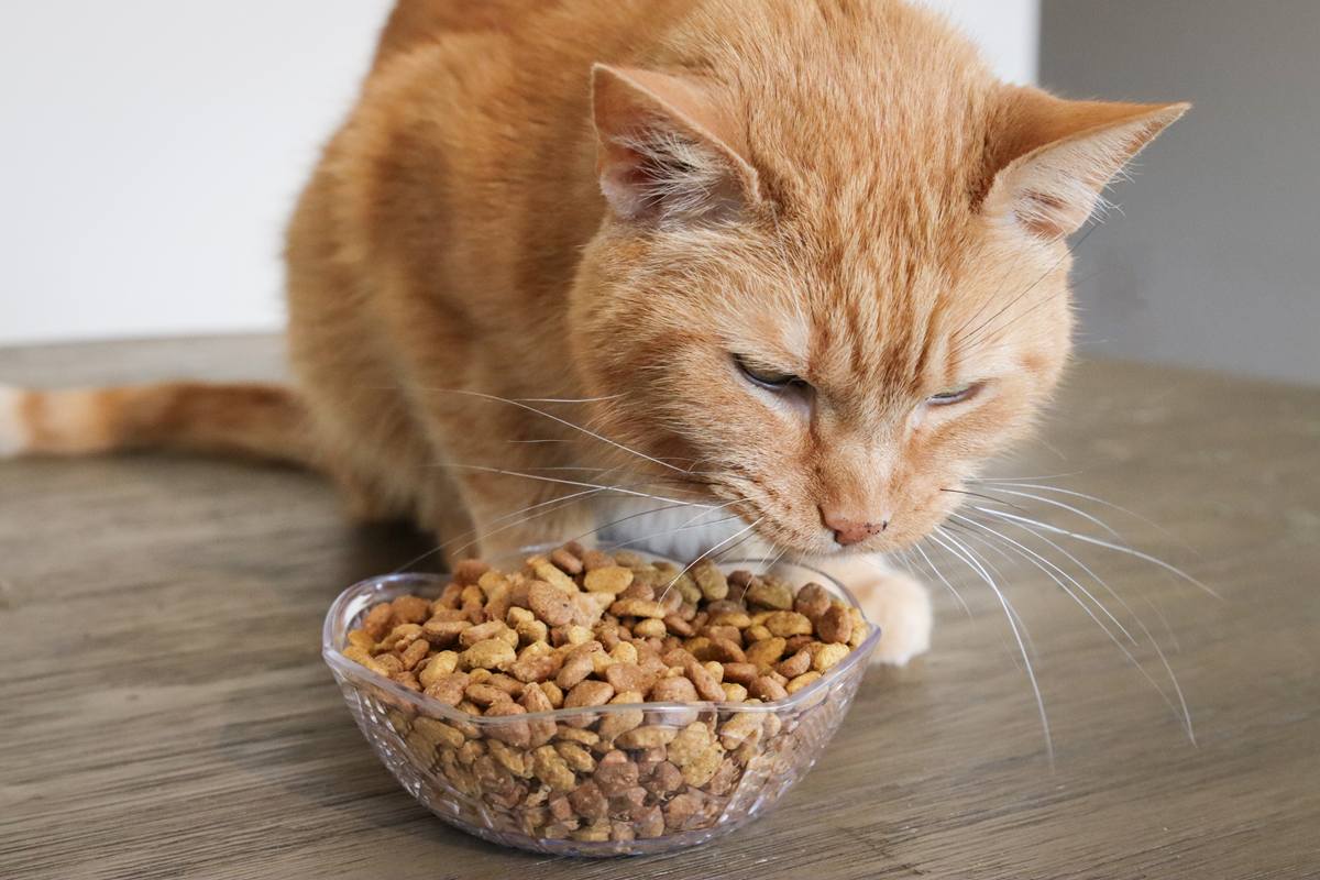 cat eating dry cat food