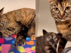 Cat Rescued After Giving Birth