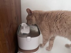 cat using Petlibro Dockstream Smart Fountain