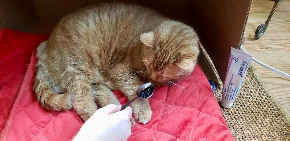 Cat Lax Cat Supplement