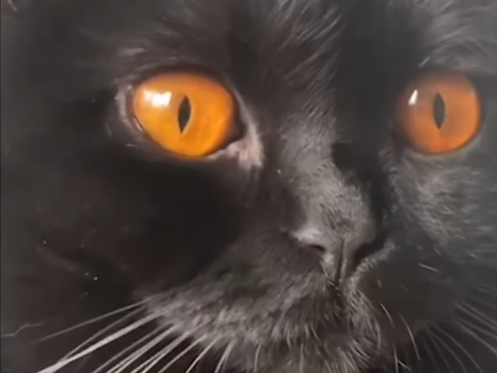 Collecting her weapons