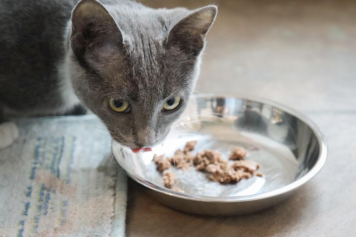 Fancy Feast Kitten Tender Turkey Feast Wet Canned Cat Food