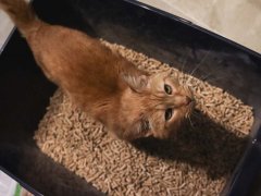 Feline Pine Original Natural Wood Non Clumping Cat&reg;168极速赛车正规信誉老平台 Litter