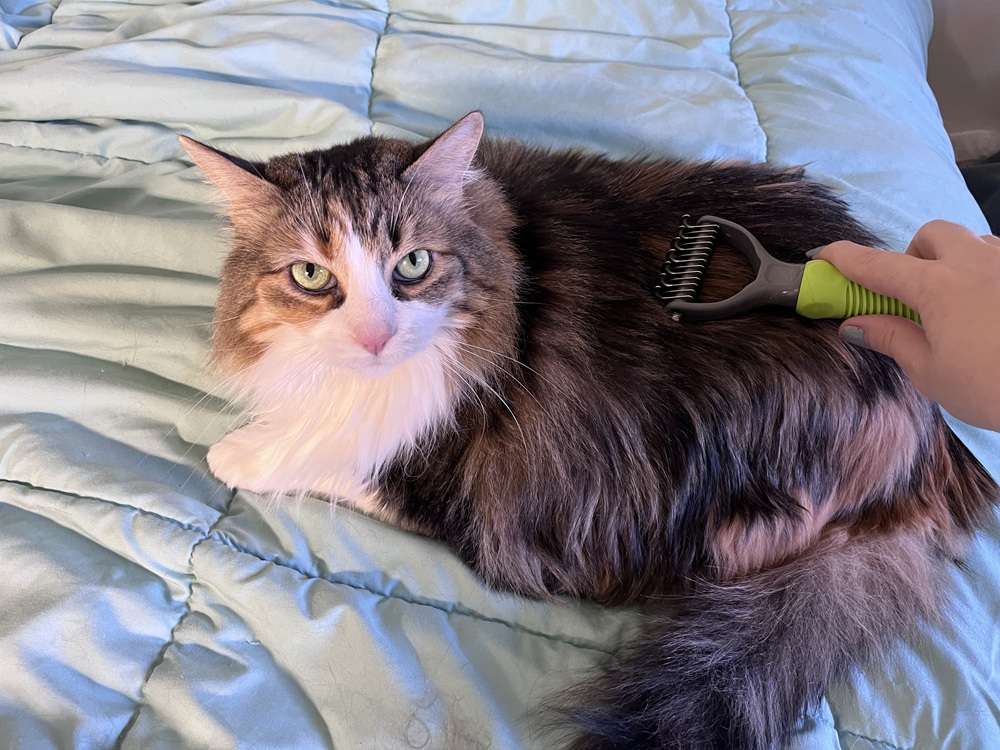 Frisco Dematting Double-Sided Rake