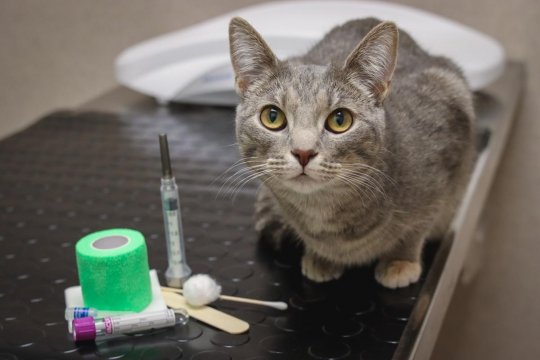 10 Popular Cat Myths Completely Debunked by a Vet
