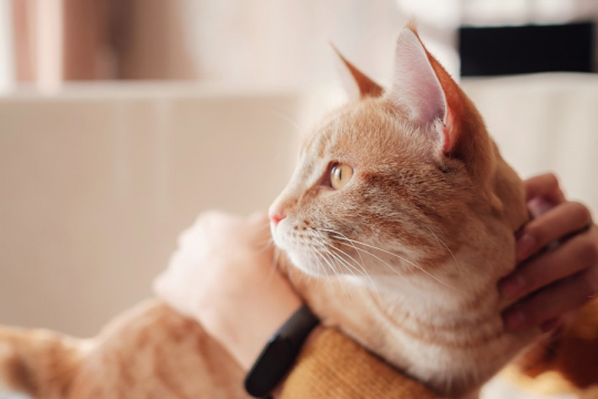 Science Confirms That People Who Own Cats Are Healthier