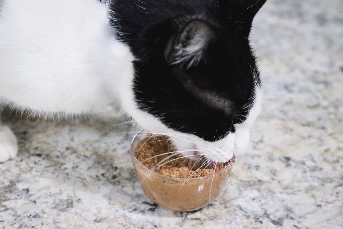 Honest Kitchen Chicken Recipe Cate Pate