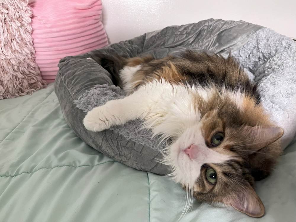 cat sleeping in joejoy cat bed