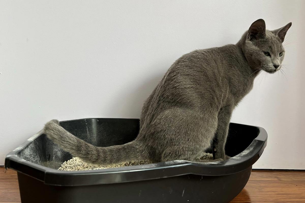 Kitten George toileting inside the litter tray
