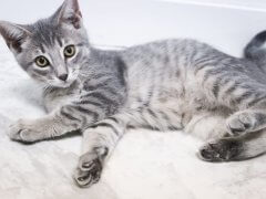 kitten looking at the camera