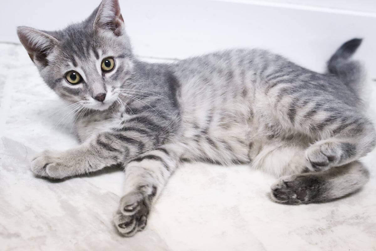 kitten looking at the camera