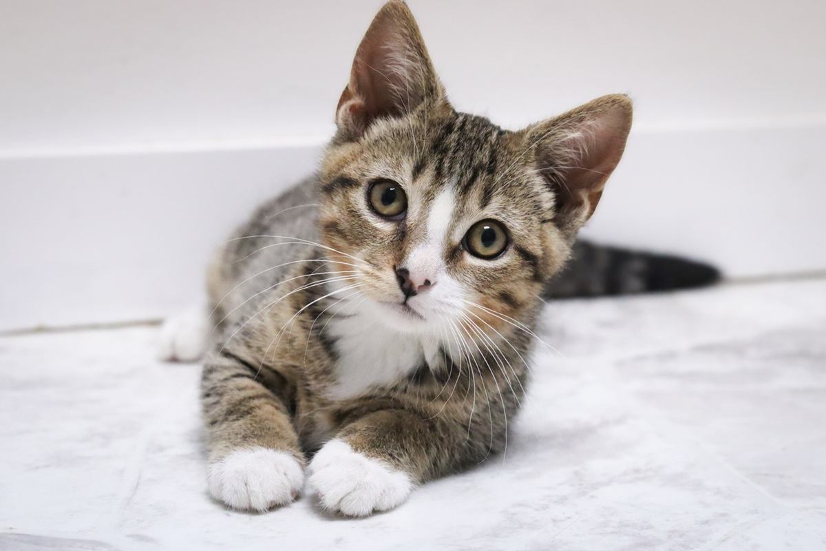 Kitten looking at the camera