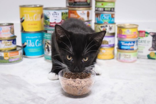 The Complete Feeding Guide From Kittens to Seniors
