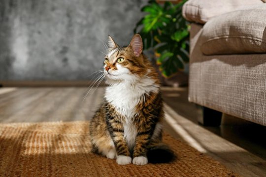 14 Gorgeous Long-Haired Cat Breeds That Redefine Elegance