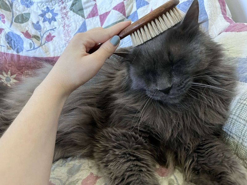 Mars Coat King Bristle Cat Hair Brush