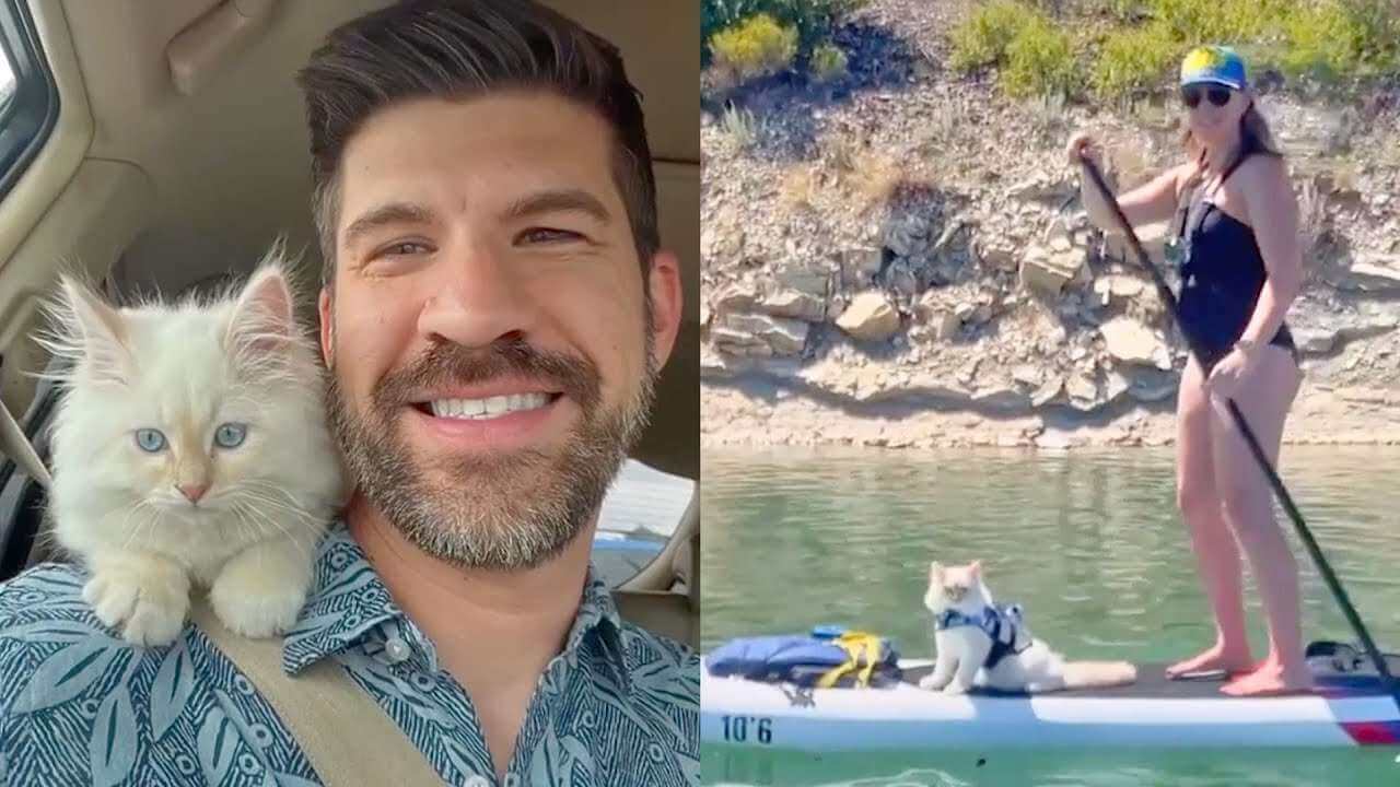 Meet Finn, the Water-Loving Adventure Cat