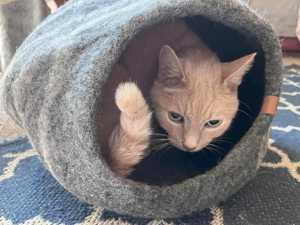 Meowfia Premium Felt Cat Cave