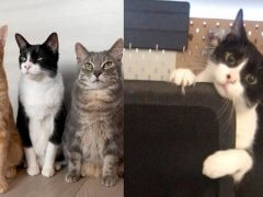 Milo, Leo, and Pablo-compressed