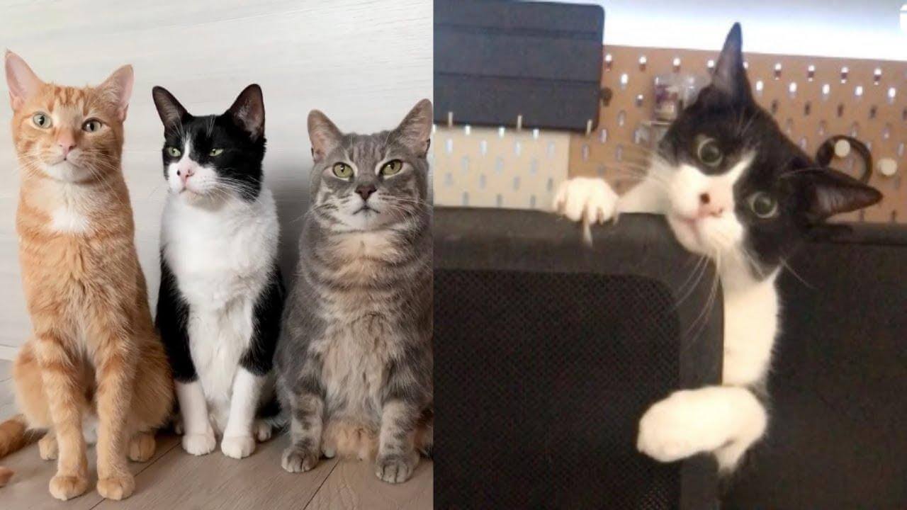 Milo, Leo, and Pablo-compressed