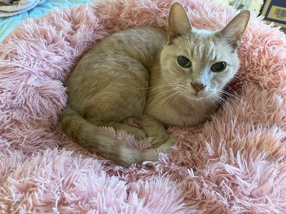 cat sleeps in Nisrada Round Pet Bed