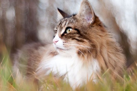 What the World Looks Like from a Cat’s Perspective