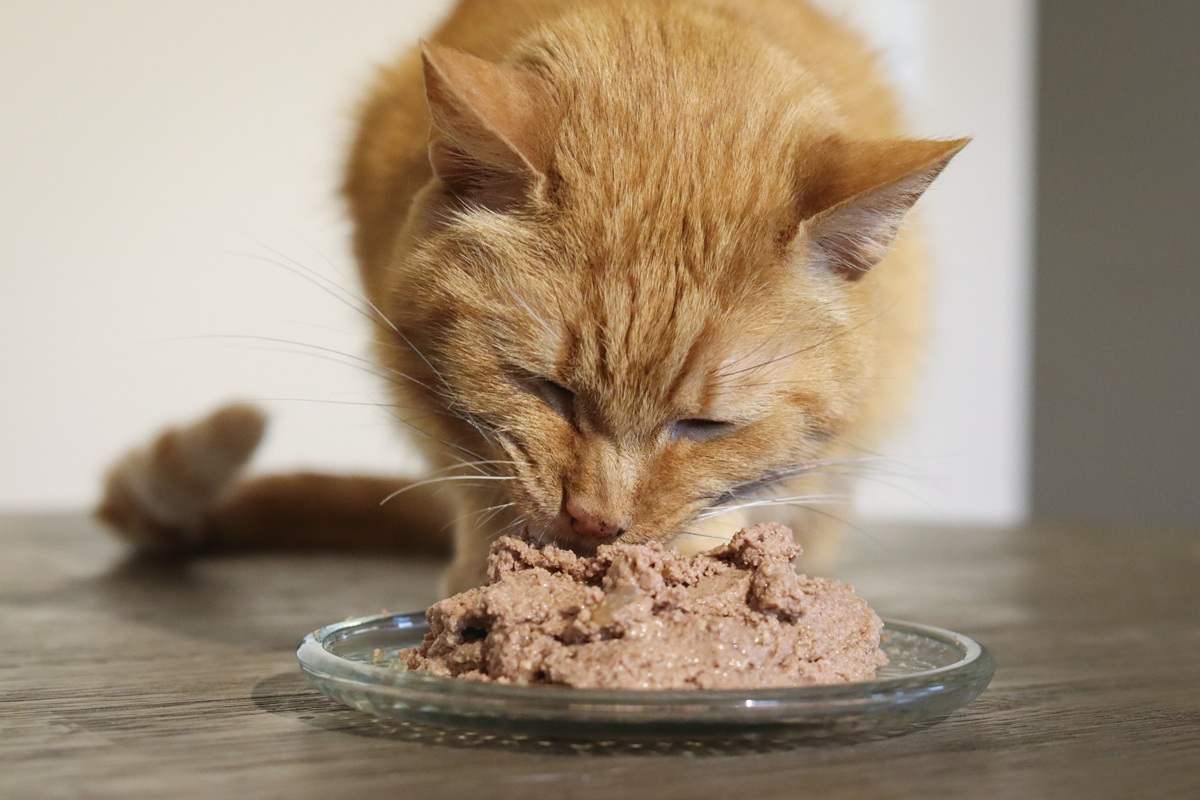 Nulo Freestyle Grain Free Turkey & Chicken Recipe