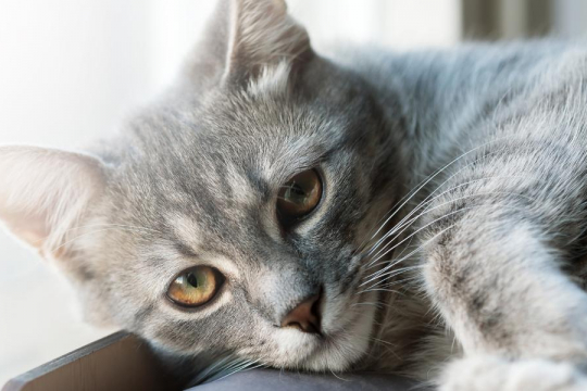 7 Subtle Ways You Might Be Offending Your Cat