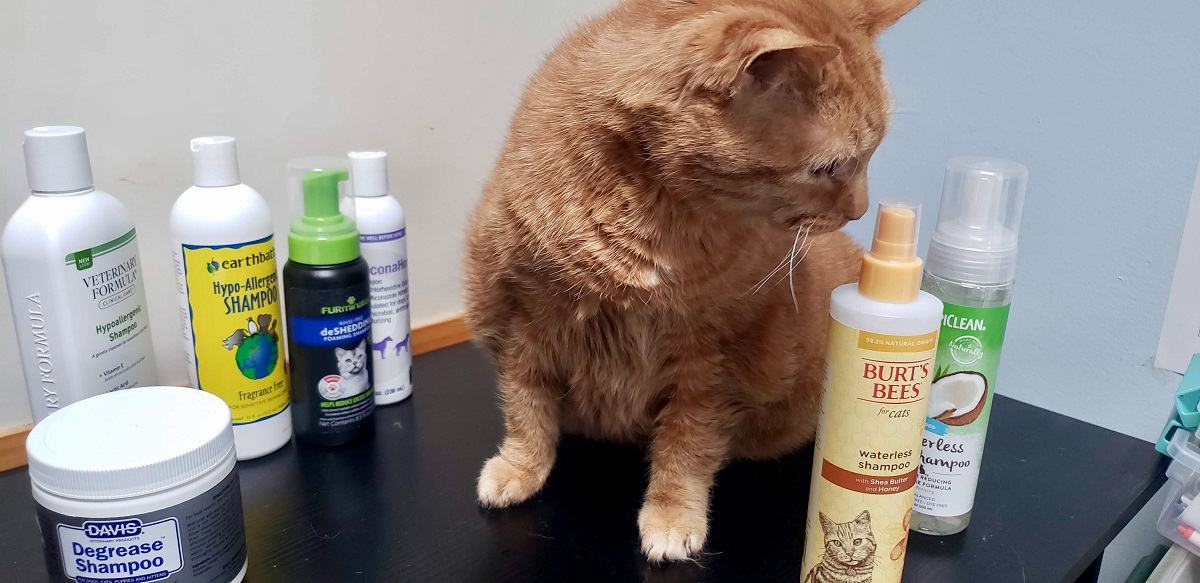 orange cat with cat shampoos