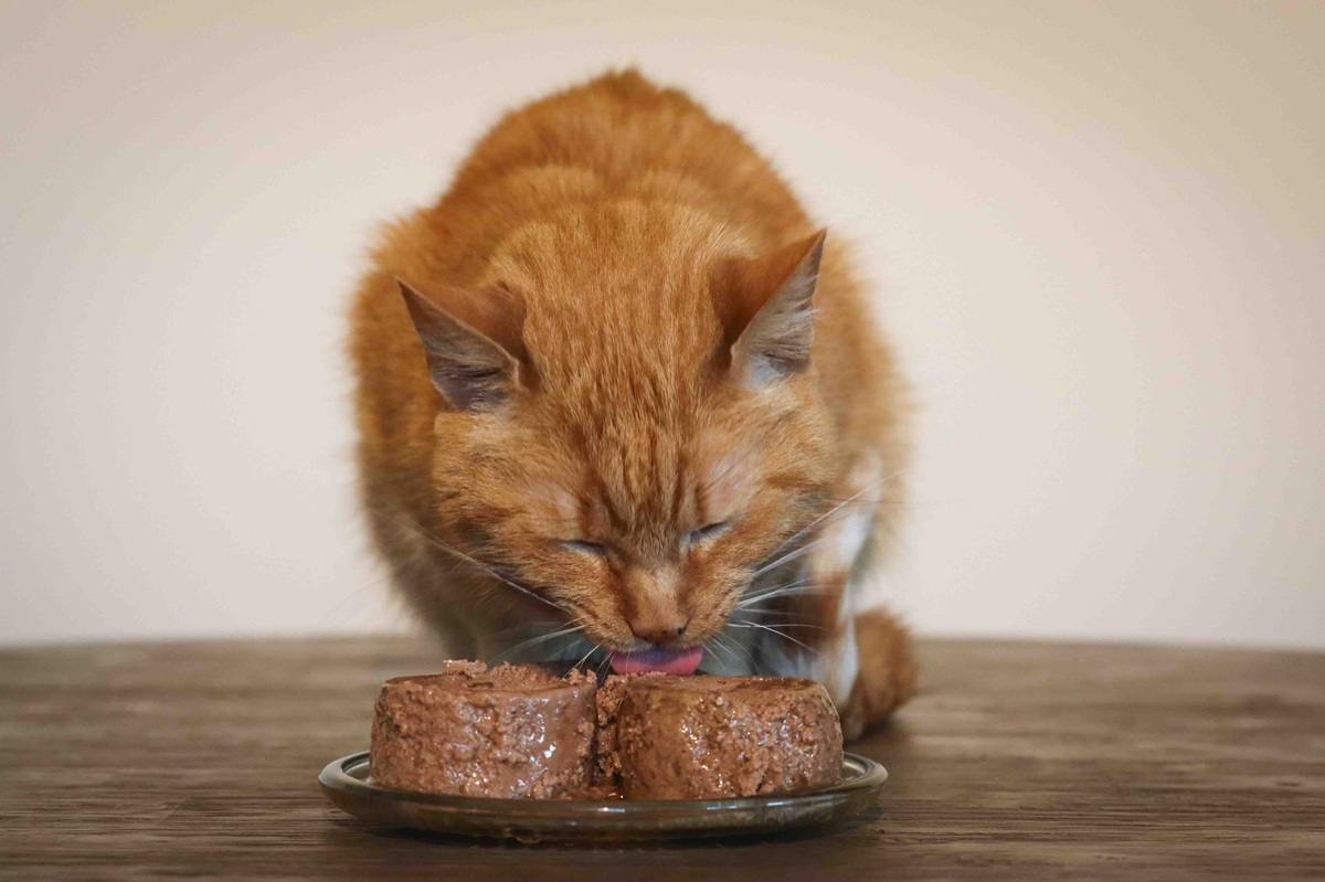 Orange Short Hair Tabby Cat Eating Fancy Feast Wet Canned Cat Food Chicken Tender Beef Turkey & Giblets Feast Classic Pate