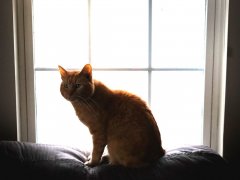 Orange Short Hair Tabby Cat Laying On Couch Looking Out Window At Winter Snow