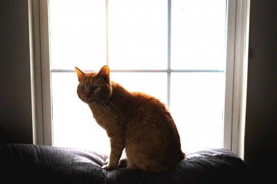 Everything You Thought You Knew About Cat Scratching Might Be Wrong