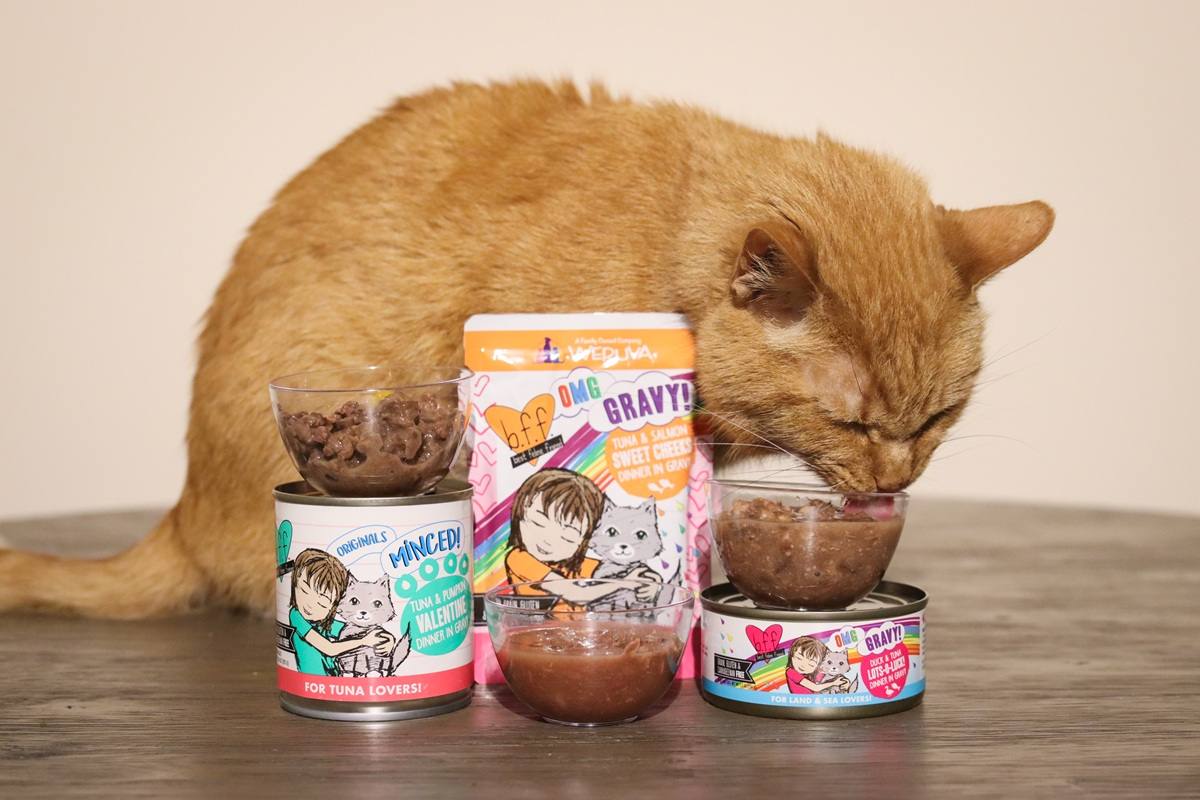 Orange Short Hair Tabby Eating BFF Wet Canned Cat Food