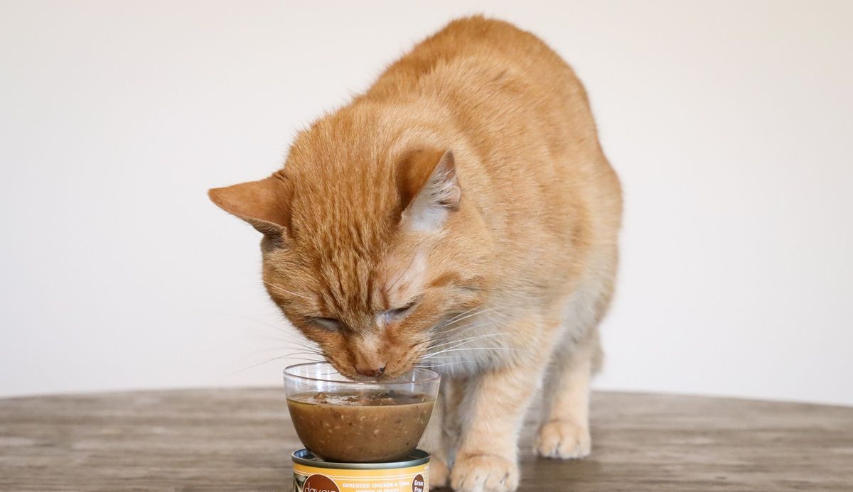 Orange Short Hair Tabby Eating Dave's Shredded Chicken & Tuna Dinner in Gravy Wet Canned Cat Food