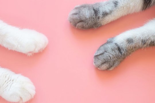 10 Fascinating Facts About Your Cat's Paws
