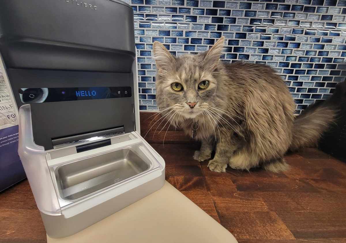 Petlibro One RFID Cat Feeder