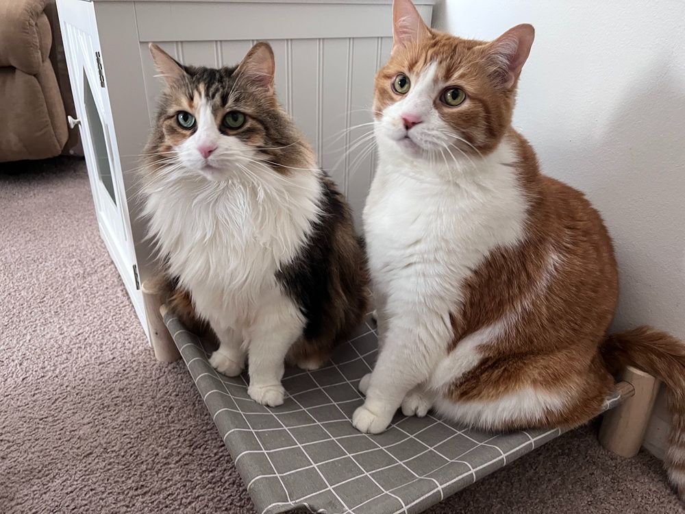 Pozico Elevated Cat Bed